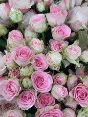  female, flowers, red, rose, plant