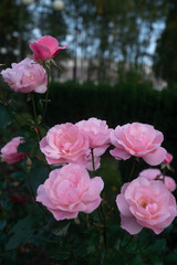 Naklejka na ściany i meble Pink roses on dark green leaves background. Tender pink petals of pine rose