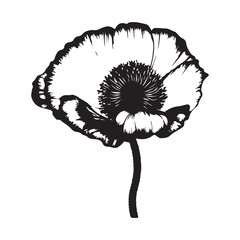 Poppy Vector © HPK DESIGN STUDIO