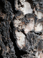 Natural Resilience: Detail of a Burnt Tree Trunk