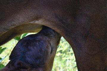 Cow feeding his calf. cute calves drinking milk. cattle Farming or husbandry concept. Indian cows...