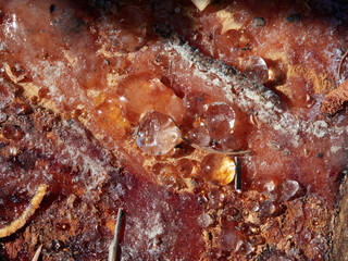 Natural Harmony: Exploring the Beauty of the Resin Tree Trunk