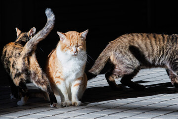 Fototapeta premium 日向ぼっこする猫たち。 古くからの歴史あふれる下田の町並み。静岡県伊豆半島下田市。 2023年10月21日撮影。The streets of Shimoda are full of history from long ago. 