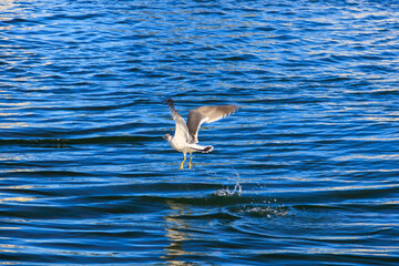 飛翔する美しいウミネコ（カモメ科）。
古くからの歴史あふれる下田の町並み。

静岡県伊豆半島下田市。
2023年10月21日撮影。

The streets of Shimoda are full of history from long ago.
