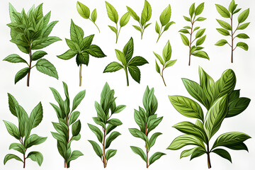 The collection of green leaf set isolated on generative AI