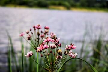 różowe kwiaty nad wisłą © Piotr