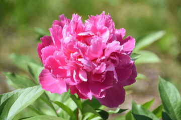 Bright Hot Pink Peony Blossom Flowering in Summer