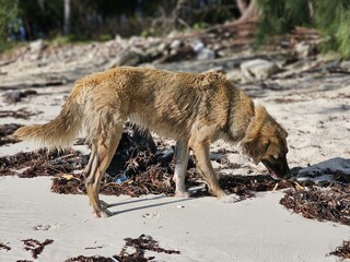 Dog Dog breed Carnivore Fawn Terrestrial animal Tail