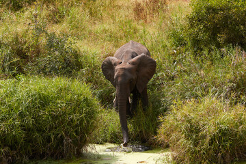 Fototapeta premium Elephant drinking water from a river.