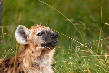 A young spotted hyena in the grass