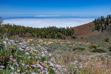 Summer nature landscape of rosalillo de cumbre flowers in mountains above clouds