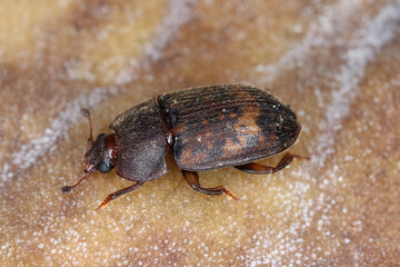 The sap beetle, also known as Nitidulidae. The insect was feeding in the ripe fruit, Mauritius.