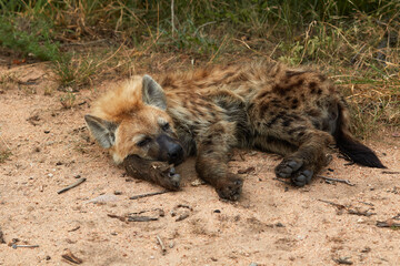 Hyena cub lying down in the savannah