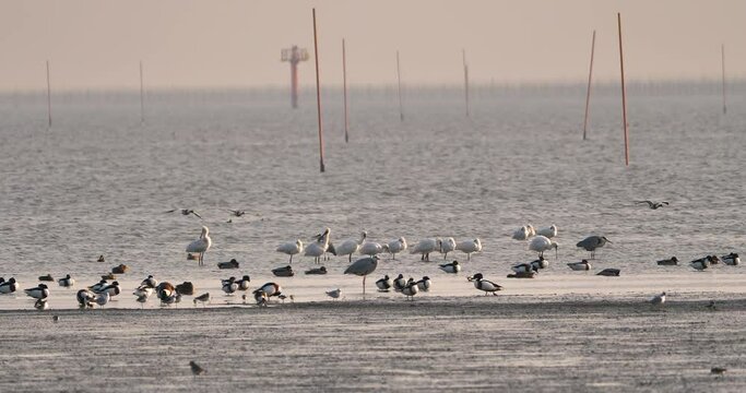 flock of shorebirds and waterfowl on the beach at low tide period
