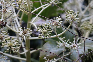 Characteristic small spherical flowers