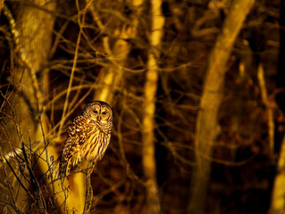 Barred owl sitting on single branch with blurred background looking at viewer