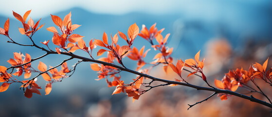 maple leaf red autumn sunset tree background