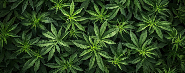 Lush green cannabis plants with broad leaves, creating a dense foliage pattern.