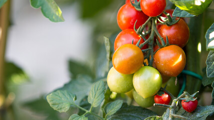 cherry tomatoes hanging on the rocco and green colored plant