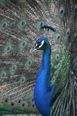 Cobalt Blue Peacock with Colorful Plummage