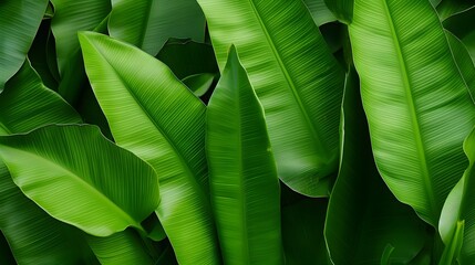Banana leaves background. Lush young banana tree leaf. Rainforest, ecology, nature, background. Wide format
