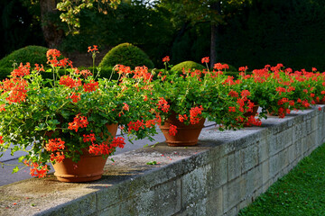 Fototapeta na wymiar Ornamental plants in the city. Red geraniums in flowerpots on the streets of Prague. Beautiful red geraniums blooming in sunset light. Famous balcony pots with geraniums