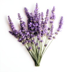 beautiful bouquet of lavender flowers isolated on white background