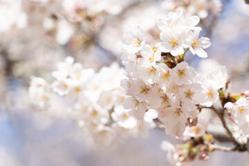 Ethereal Blossoms: Sakura in Soft Focus 満開の桜