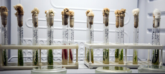 Green fresh plant in a glass test tube in the laboratory in the refrigerator. Genetically modified plants in a real laboratory.