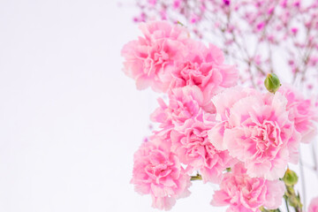 ピンク色のカーネーションの花