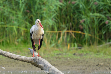 A White Stork standing on a piece of wood