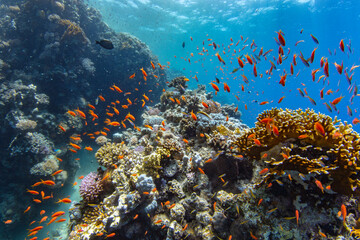 Fototapeta na wymiar Underwater Tropical Corals Reef with colorful sea fish. Marine life sea world. Tropical colourful underwater seascape.