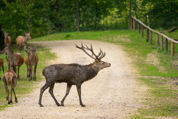 A stag in a park in autumn
