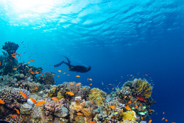 Fototapeta premium Freediver Swimming in Deep Sea With Sunrays. Young Man DIver Eploring Sea Life.