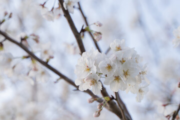 Ethereal Sakura: Spring's Fragile Bloom 夕日 満開の桜

