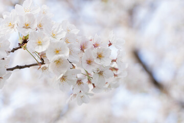 Ethereal Sakura: Dreamy Blush of Spring 桜の花