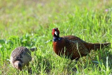 Pheasant male and female together eat seeds from the grass