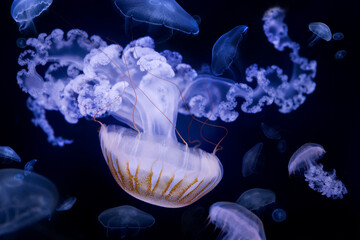 Beautiful jellyfish floating in the aquarium on the black background