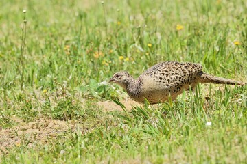 Pheasant hen walking and lurking for food in grass during  sunny spring