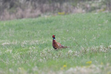 Common pheasant walking on the meadow eating seeds from the grass 
