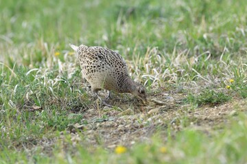 Pheasant hen walking and lurking for food in grass during  sunny spring