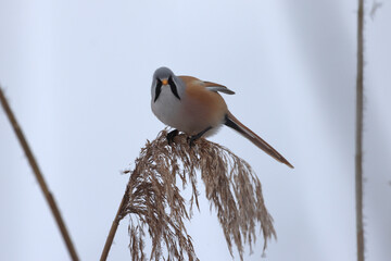 Obraz premium Bartmeise turnt im Schilf