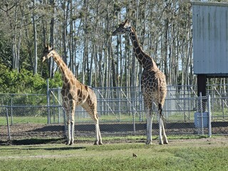Giraffe Giraffidae Plant Vertebrate Branch Tree © Zombie Bunny