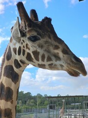 Giraffe Cloud Giraffidae Sky Neck Organism