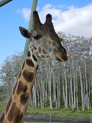 Giraffe Giraffidae Sky Cloud Neck Natural environment