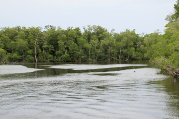 A view of the Florida Everglades