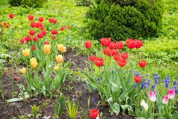 Obraz premium Spring tulip field background. flower garden. Nature plant in may sunny park, fresh green buds close up, bulb grow. day sunlight shine.Field of colorful bloom tulips in botanical park