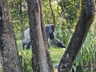 Plant Tree Wood Trunk Terrestrial plant Natural landscape