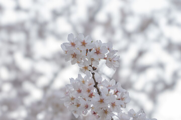  Sakura Whispers: A Symphony of White Blossoms 満開の桜