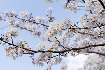 Ethereal Blossoms: Skyward Cherry Blossoms in Spring 満開の桜と青空